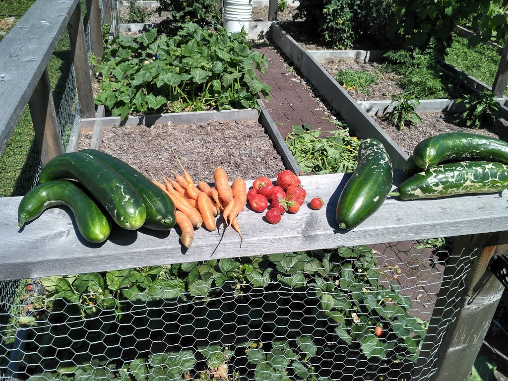 Abbotsford Community Garden | 1786 Angus Campbell Rd, Abbotsford, BC V3G 2E2, Canada