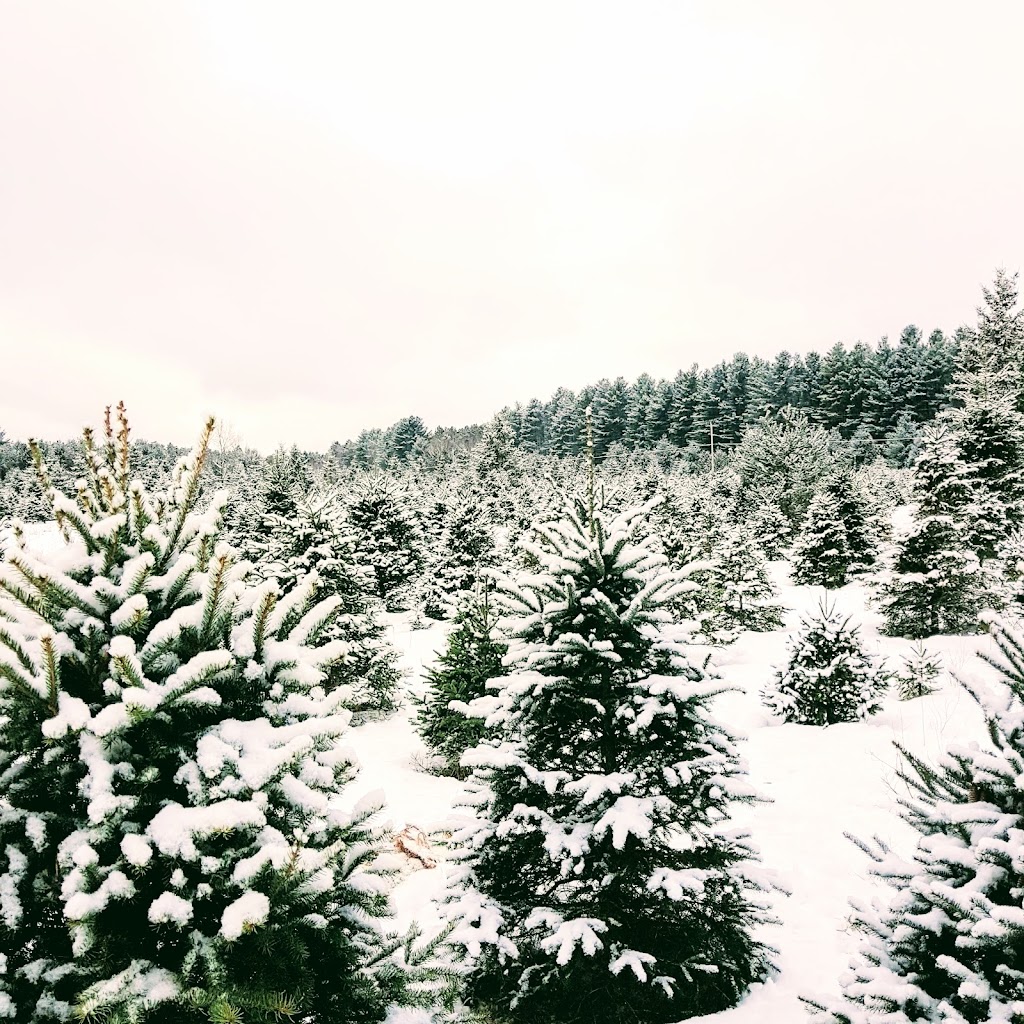 Skootamatta Tree Farms | 2800 Upper Flinton Rd, Flinton, ON K0H 1P0, Canada | Phone: (613) 336-8774