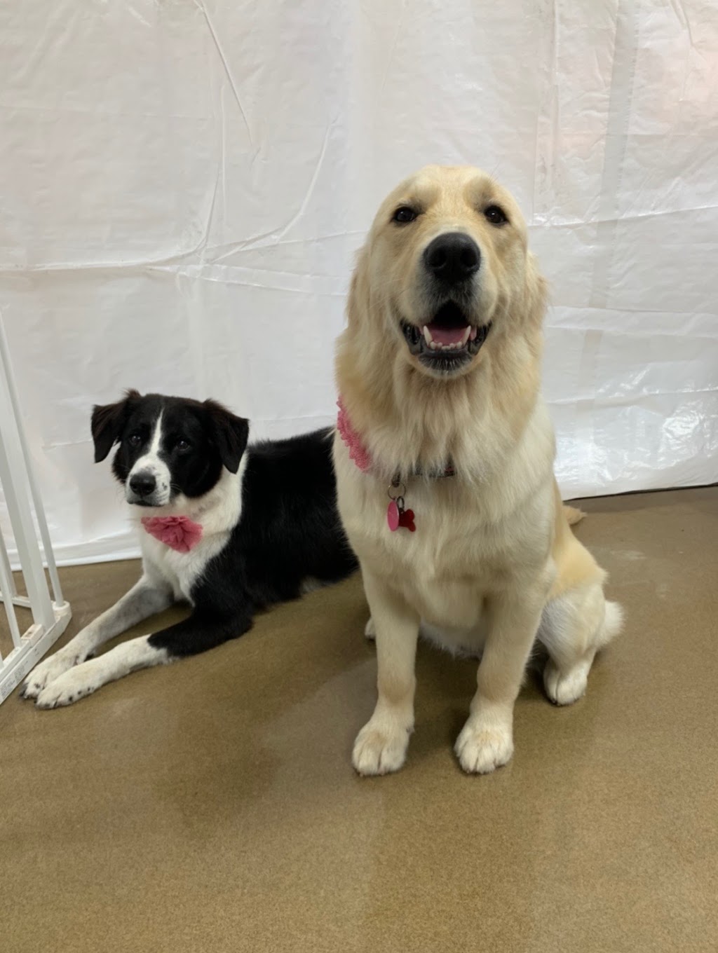 Camp Tails A Waggin | 19230 Bathurst St, Newmarket, ON L3Y 4V9, Canada | Phone: (905) 868-9880
