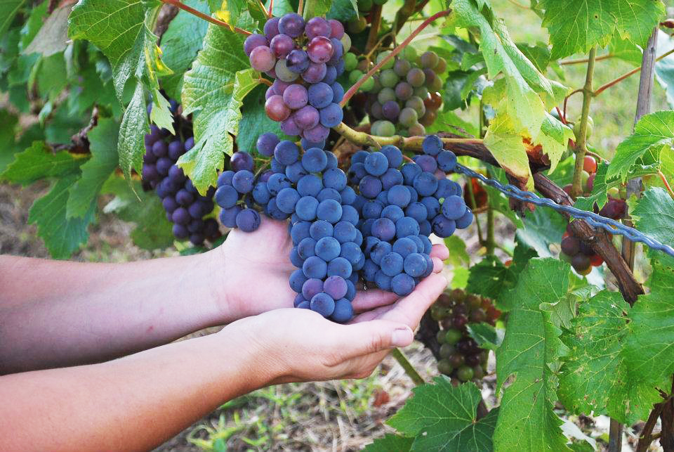 Vignoble Prémont | 2030 Rue Paul Lemay, Sainte-Angèle-de-Prémont, QC J0K 1R0, Canada | Phone: (819) 268-6094