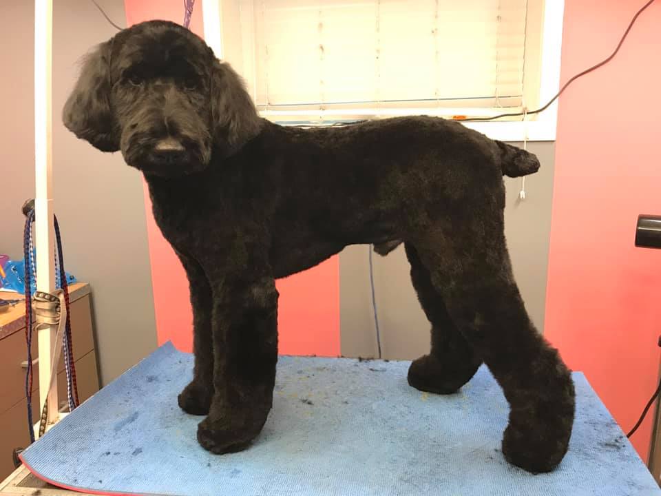 Mystic Pawz Dog Grooming | Midnapore, Calgary, AB T2X 1C7, Canada | Phone: (403) 251-7297