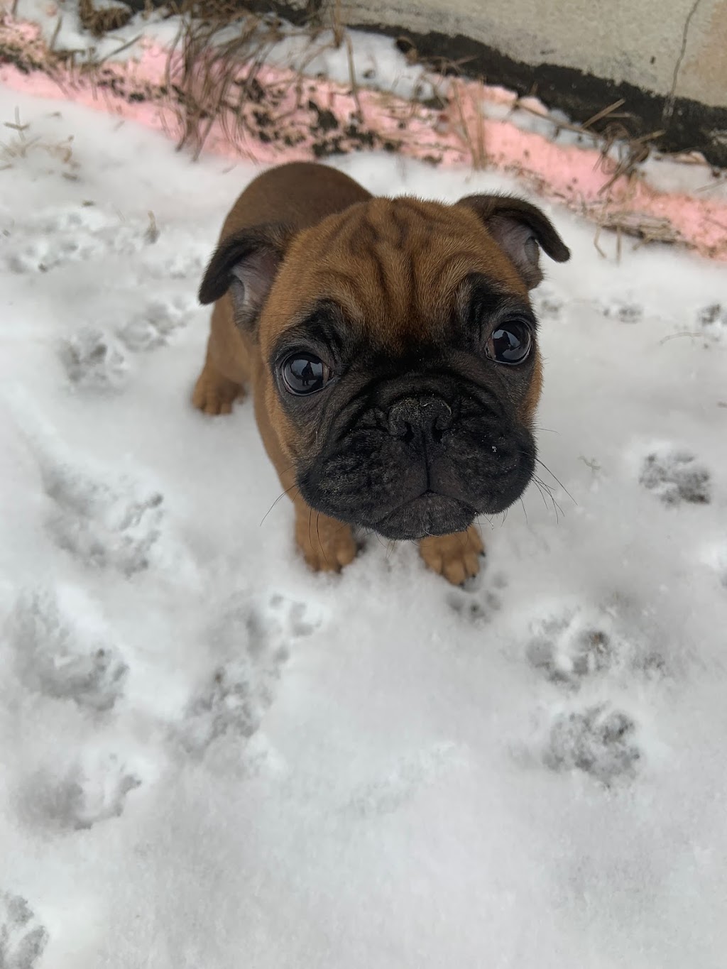 Jaklins Bulldogs. French Bulldog breeder & puppies for adoption | n/a, Manilla, ON K0M 2J0, Canada | Phone: (647) 539-5040