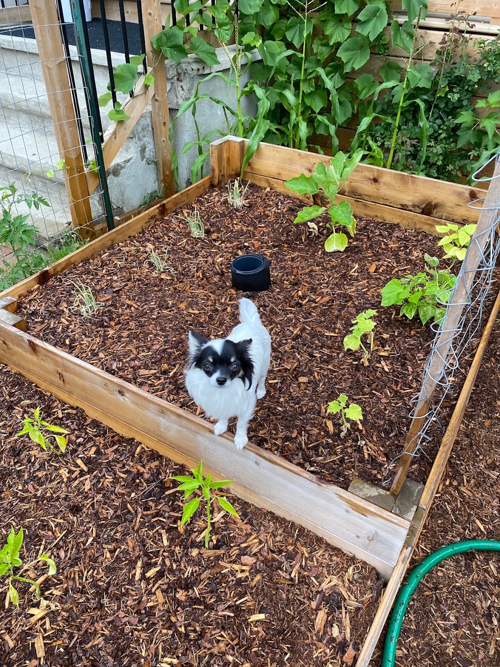 Permaculture Live | 4780 5th Ave, Niagara Falls, ON L2E 4R8, Canada | Phone: (647) 824-1438