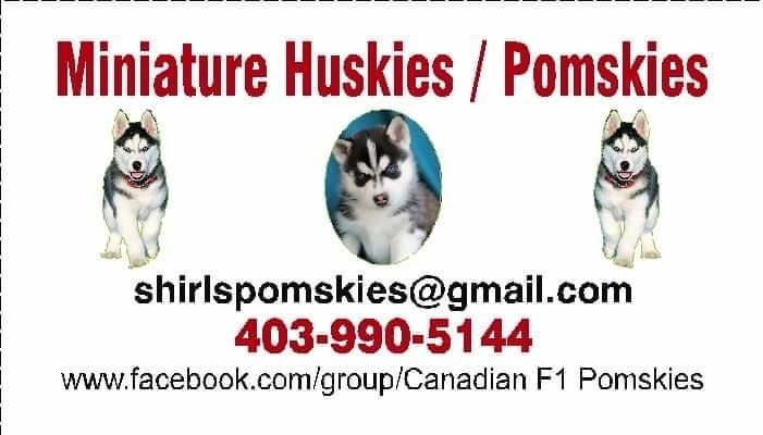 Canadian F1 Pomskies | Railway Ave, Torrington, AB T0M 2B0, Canada | Phone: (403) 990-5144