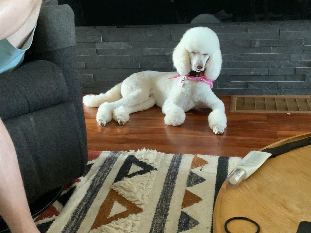 LuvPaws Grooming, Bakery & Supplies | 121 Pine Glen Rd, Riverview, NB E1B 1V5, Canada | Phone: (506) 388-9274