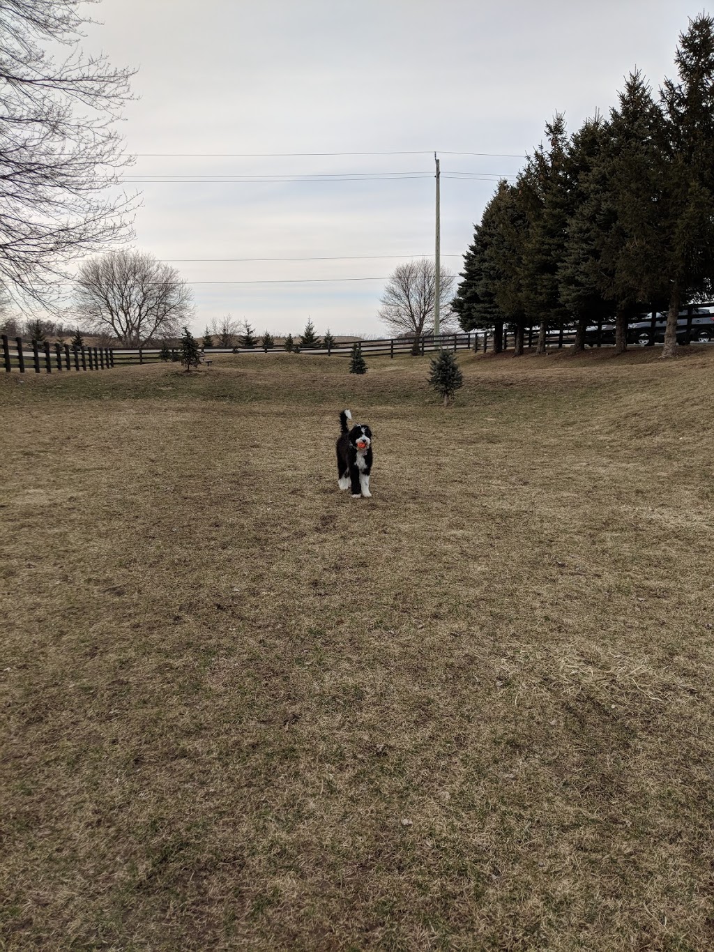 Cambridge Veterinary Services | 1223 Cedar Creek Rd, Cambridge, ON N1R 5S5, Canada | Phone: (519) 623-3347