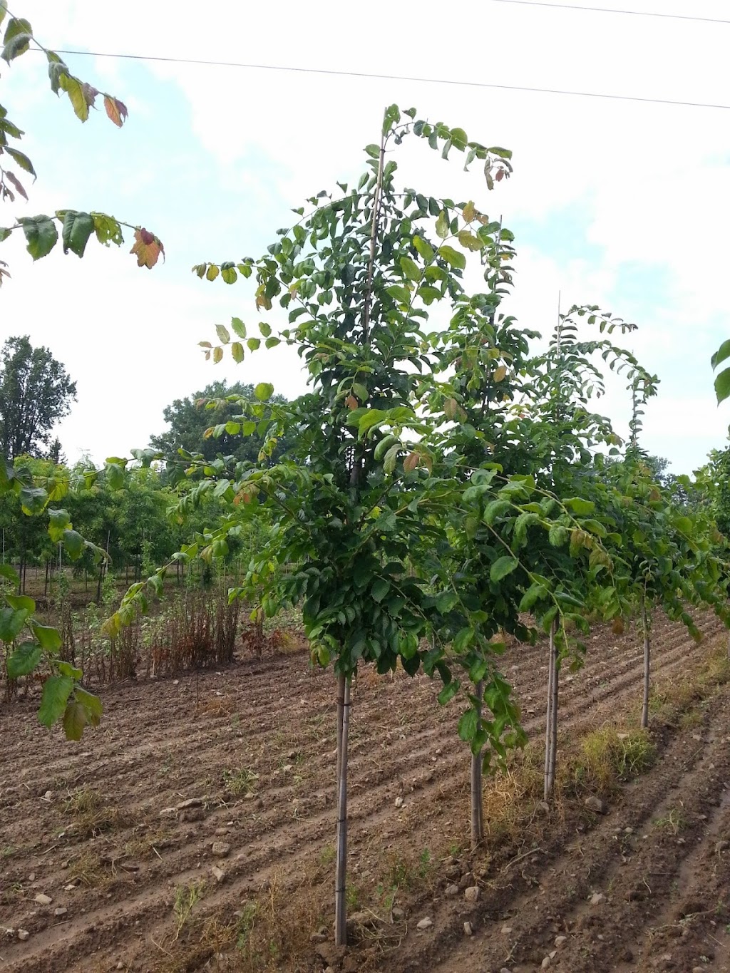 Grindstone Creek Nursery Inc. | 148 Concession Rd 6 E, Millgrove, ON L0R 1V0, Canada | Phone: (905) 689-5466