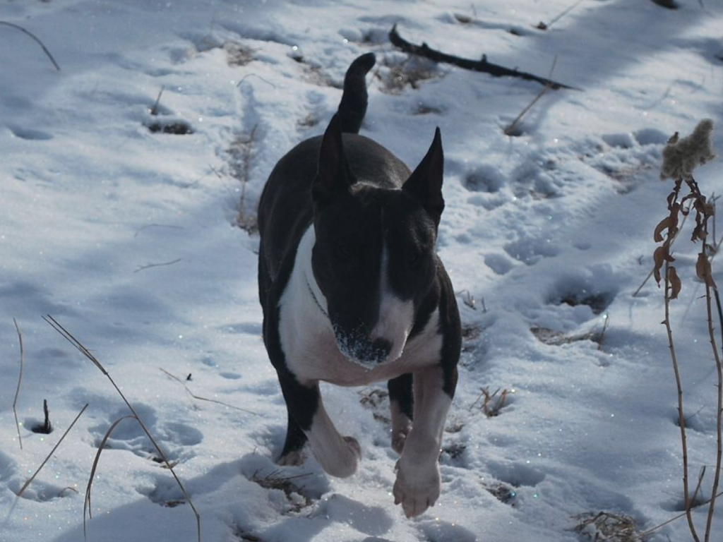 Tinydancer Miniature Bull Terriers - Canada | point of interest | RR1, Millarville, AB T0L 1K0, Canada | 4039335700 OR +1 403-933-5700