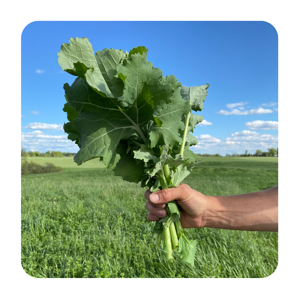 Wayward Farm | 2669 Carmel-Koch Rd, Baden, ON N3A 3R9, Canada | Phone: (519) 277-6072