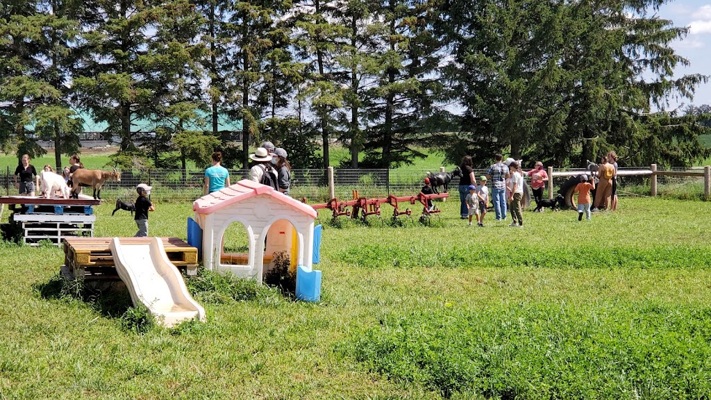Udderly Ridiculous Farm Life | 906200 Township Rd 12, Bright, ON N0J 1B0, Canada | Phone: (548) 225-1005