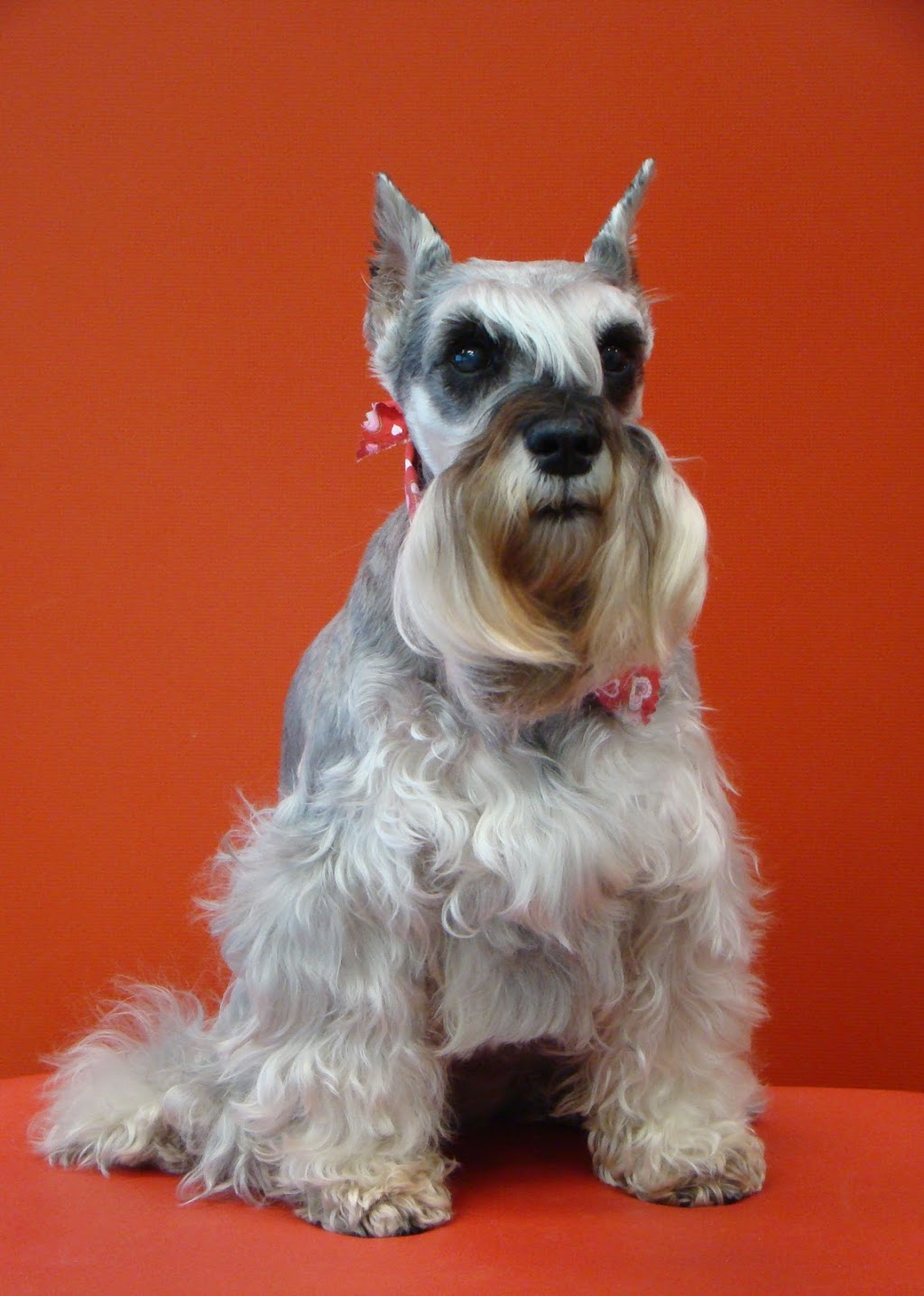 Plateau Veterinary Hospital | 147 Boulevard dEurope, Gatineau, QC J9J 0N3, Canada | Phone: (819) 775-9958