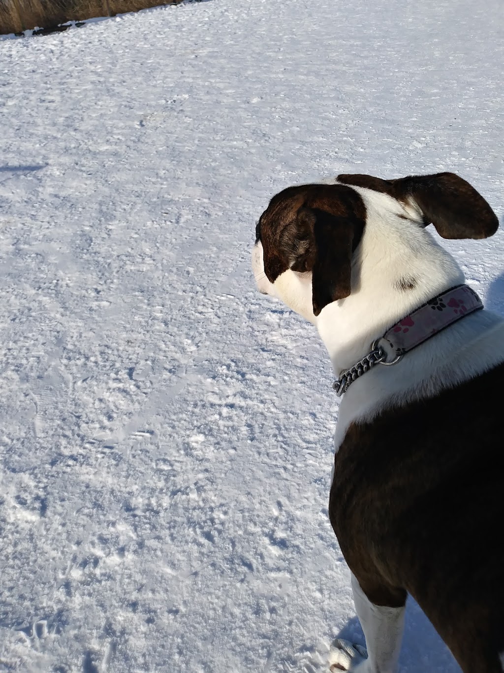 Sue Higgins Off-Leash Area | 9888 15 St SE, Calgary, AB T2J, Canada