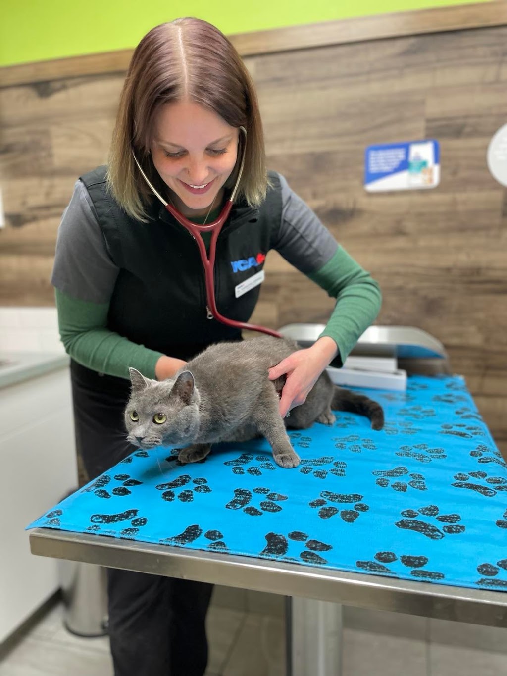 Green Acres Animal Hospital | 4631 24 Ave S, Lethbridge, AB T1K 7C1, Canada | Phone: (403) 327-8660