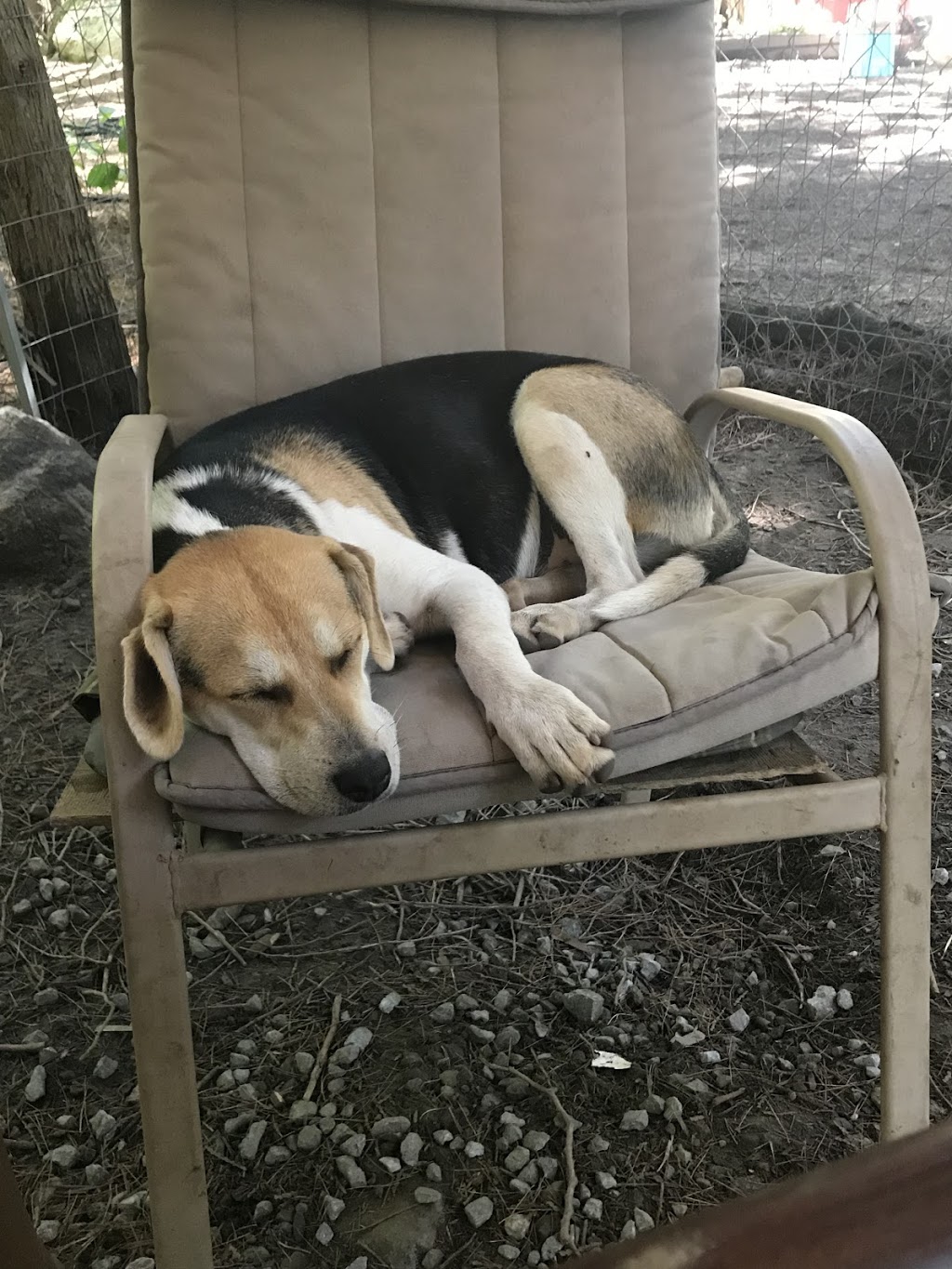 Dog Pad & Paddle Resort | 6346 ON-37, Tweed, ON K0K 3J0, Canada | Phone: (613) 478-3966