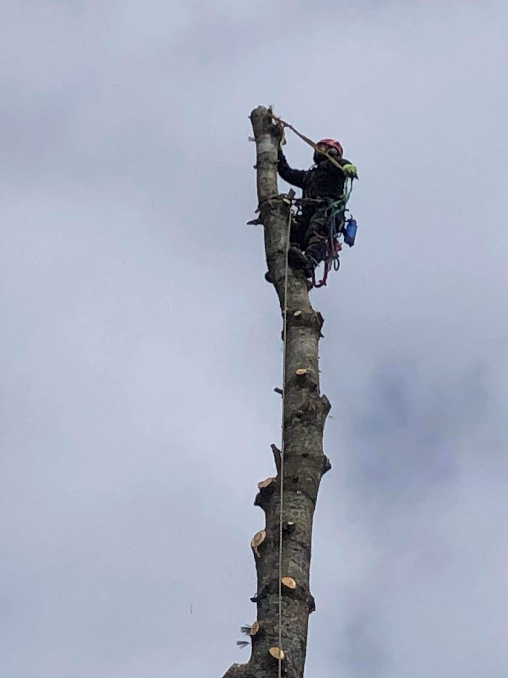 Quebec Pruning—Tree Services | 1820 Bd Bastien, Québec, QC G2B 1C5, Canada | Phone: (418) 952-8685
