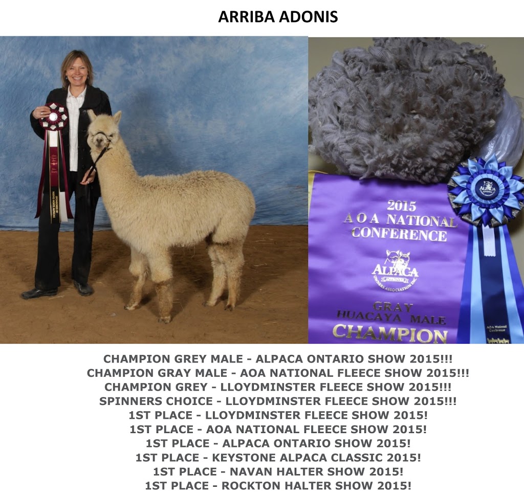 Arriba Linea Alpacas | 696 Kawartha Lakes County Rd 36, Lindsay, ON K9V 4R3, Canada | Phone: (647) 223-8950