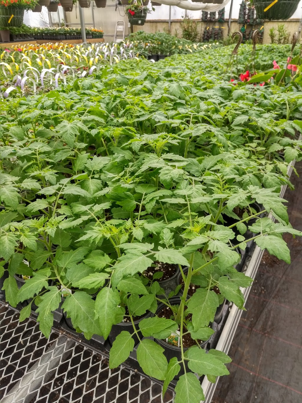 GGG Greenhouses And Garden Center | 434201 4 Line, Amaranth, ON L9W 0P3, Canada | Phone: (519) 942-4005