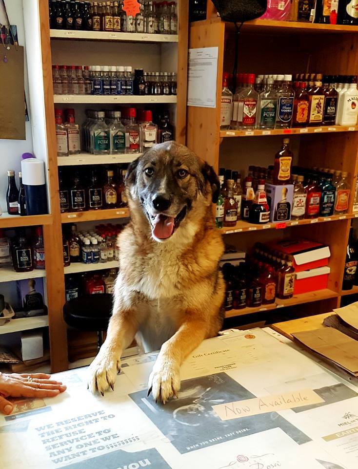 Falun Liquor Store | RR 273, Falun, AB T0C 1H0, Canada | Phone: (780) 352-5231