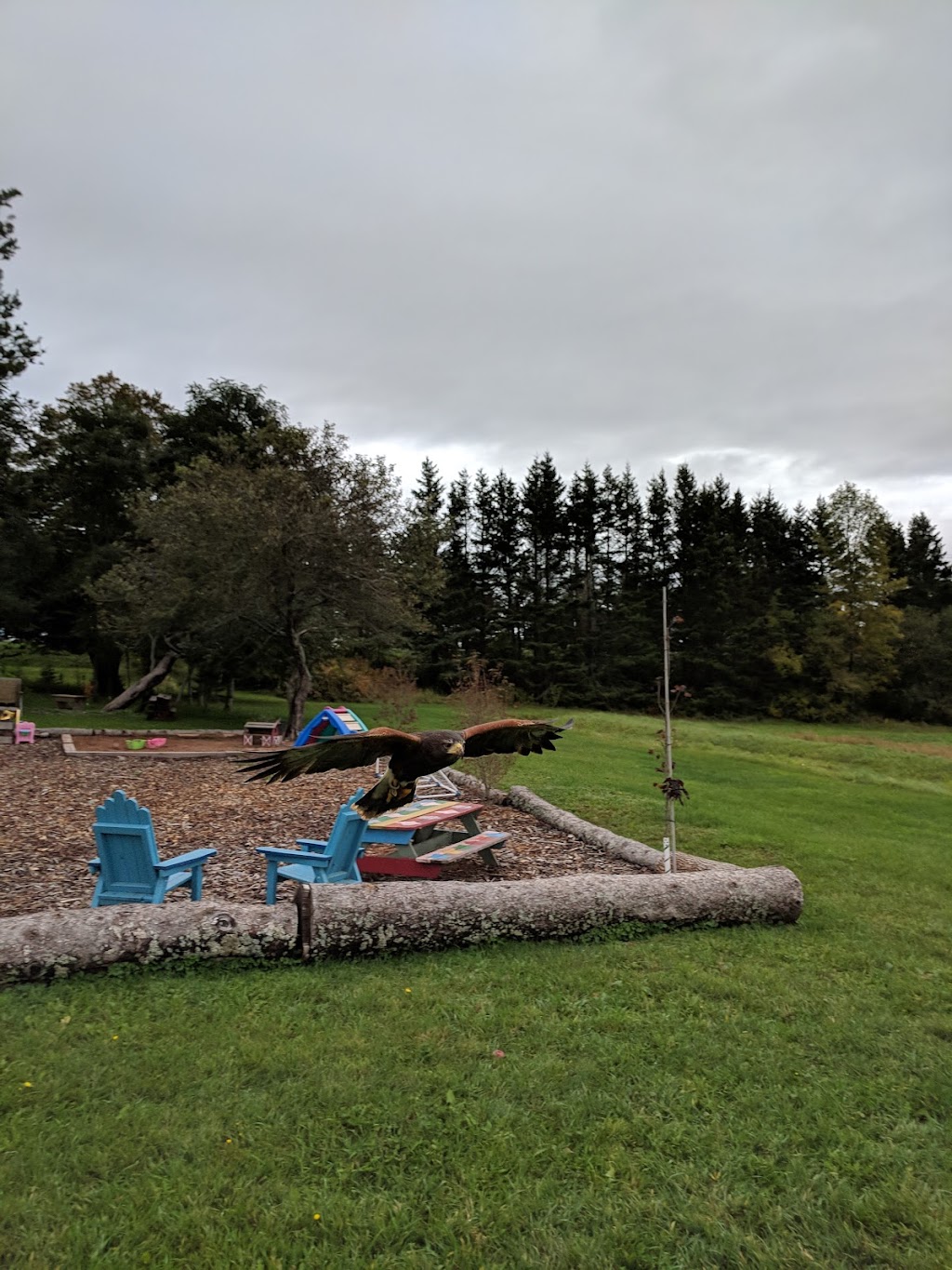 Island Falconry Services | 24 Macrae Dr, Cornwall, PE C0A 1H5, Canada | Phone: (902) 393-4859