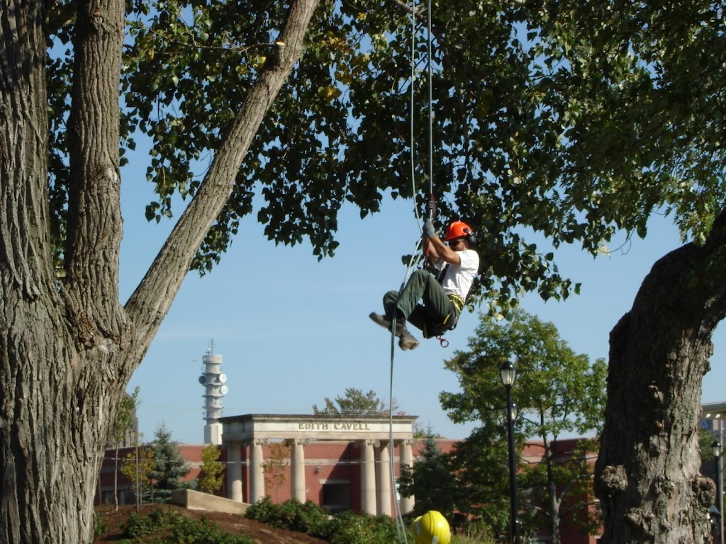 Arbor-Tech Tree Service Inc | 1240 Route 114, Lower Coverdale, NB E1J 1A6, Canada | Phone: (506) 382-0712