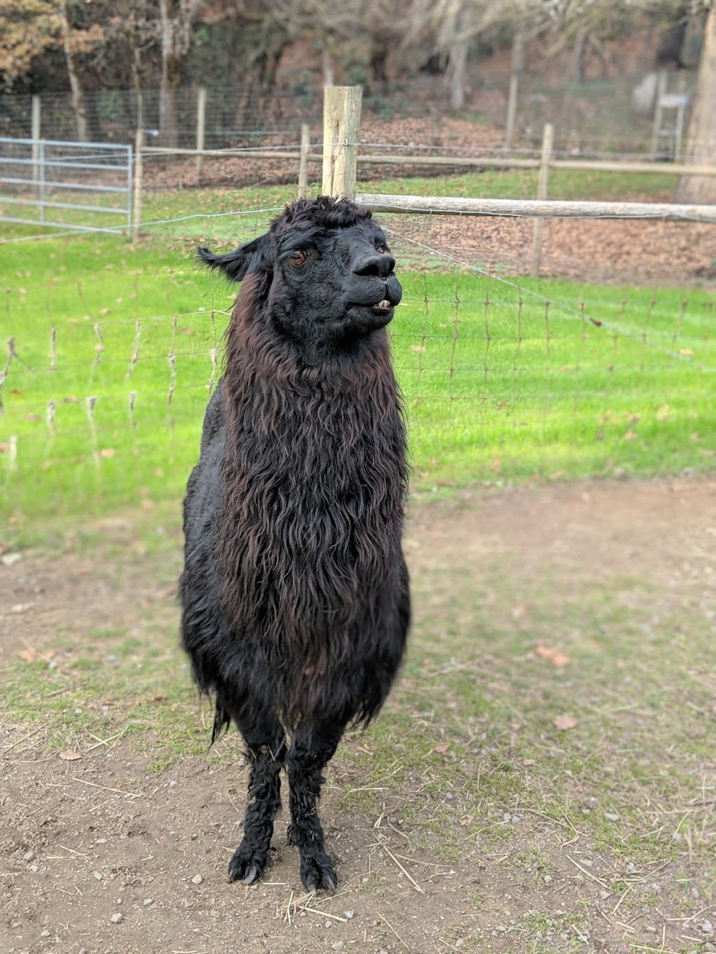 Millstream Miniature Llamas | 355 Atkins Ave, Victoria, BC V9B 3A1, Canada | Phone: (250) 478-9969