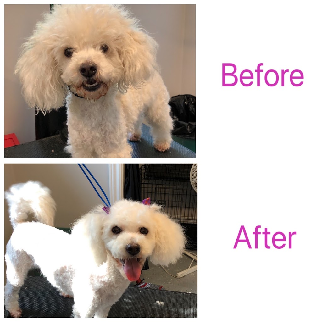 Paws-itive Vibes Dog Spa | 445133 Gunns Hill Rd, Woodstock, ON N4S 7V8, Canada | Phone: (226) 232-6575