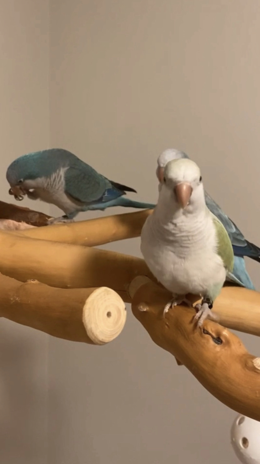 Pets4You Canada Inc. | 10 Cecile Dr, Kitchener, ON N2M 1V3, Canada | Phone: (519) 716-8885