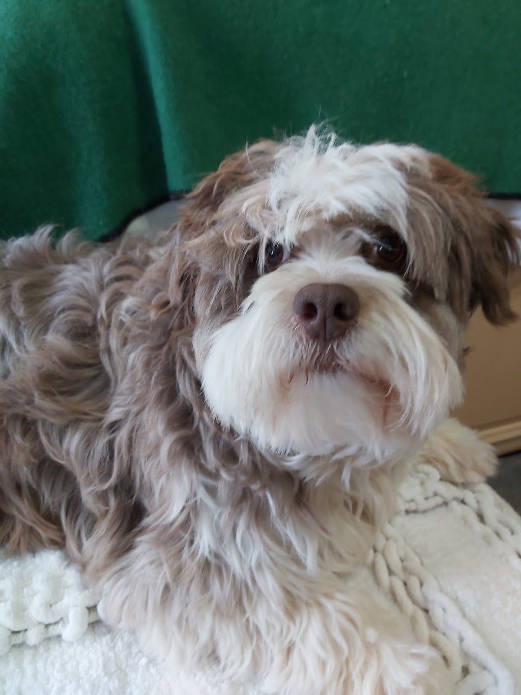 West Prince Veterinary Hospital | 1622 OLeary Rd, OLeary, PE C0B 1V0, Canada | Phone: (902) 859-2441