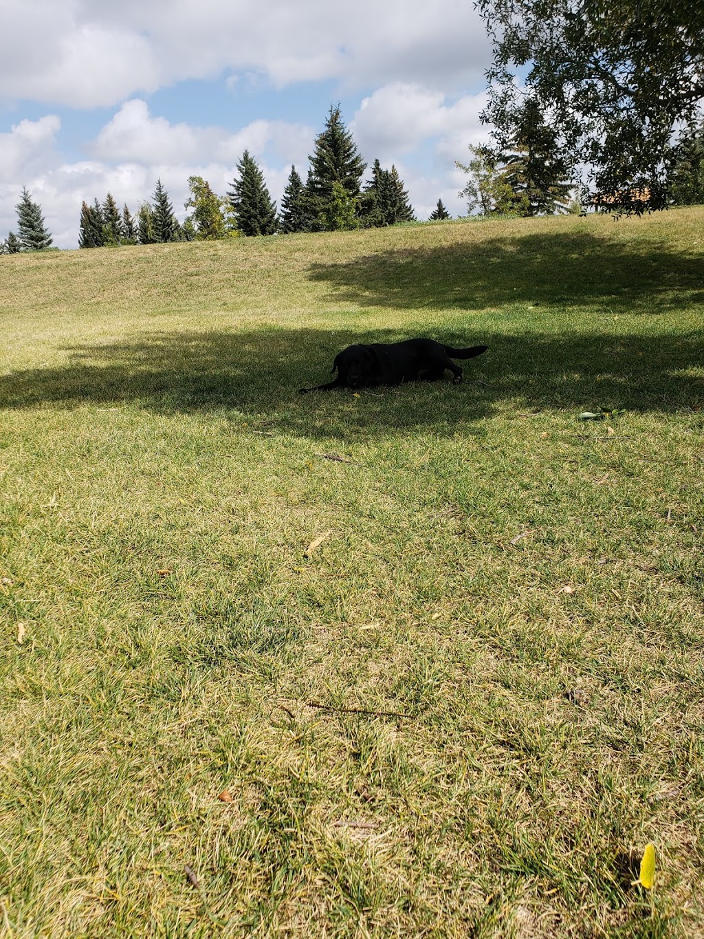 Dog Off Leash Park | Calgary, AB T2W 1W3, Canada