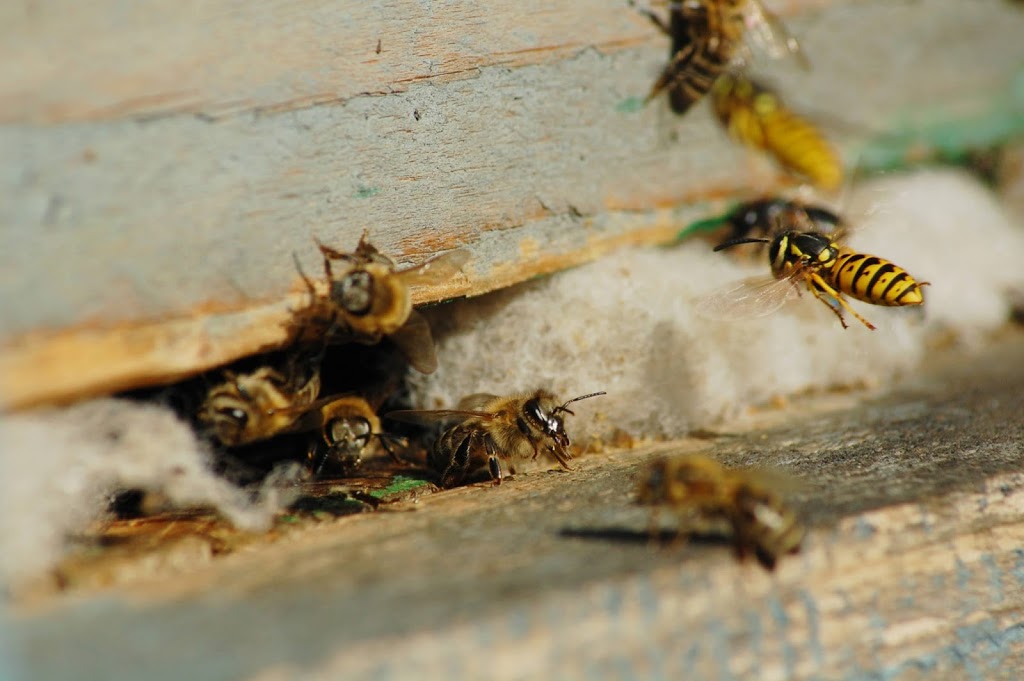 Pest control Abbotsford | Activebc Pest Exterminators Ants ,Bed  | 36397 Samtree Pl, Abbotsford, BC V2G 2M5, Canada | Phone: (778) 695-7777