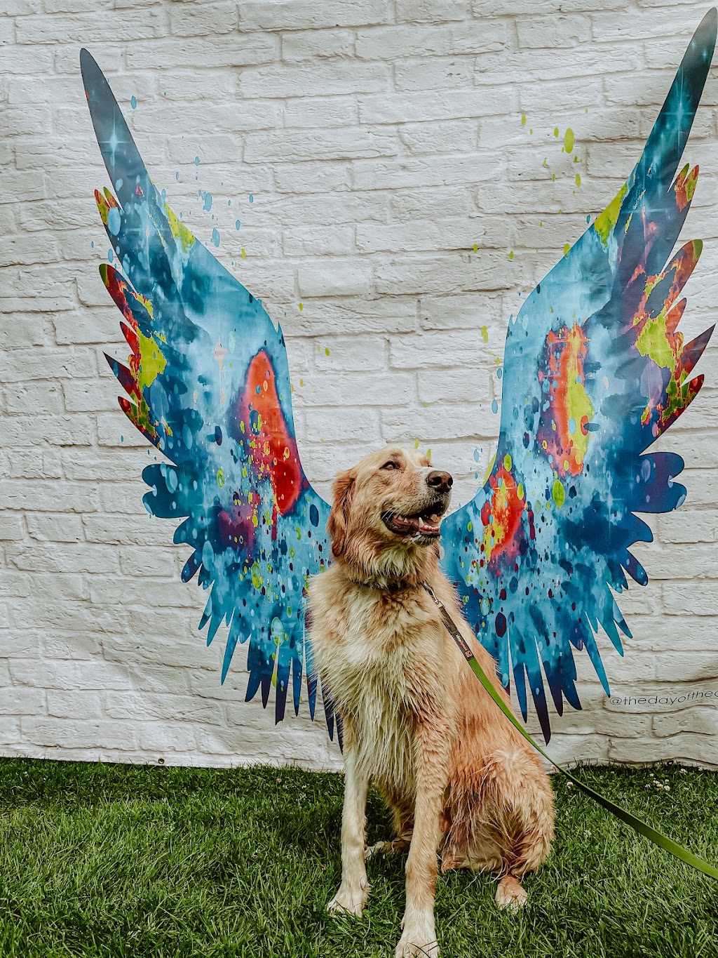 Dedras Dogs | Dog Walker Victoria BC | 101 Island Hwy #230, Victoria, BC V9B 1E8, Canada | Phone: (250) 880-5206