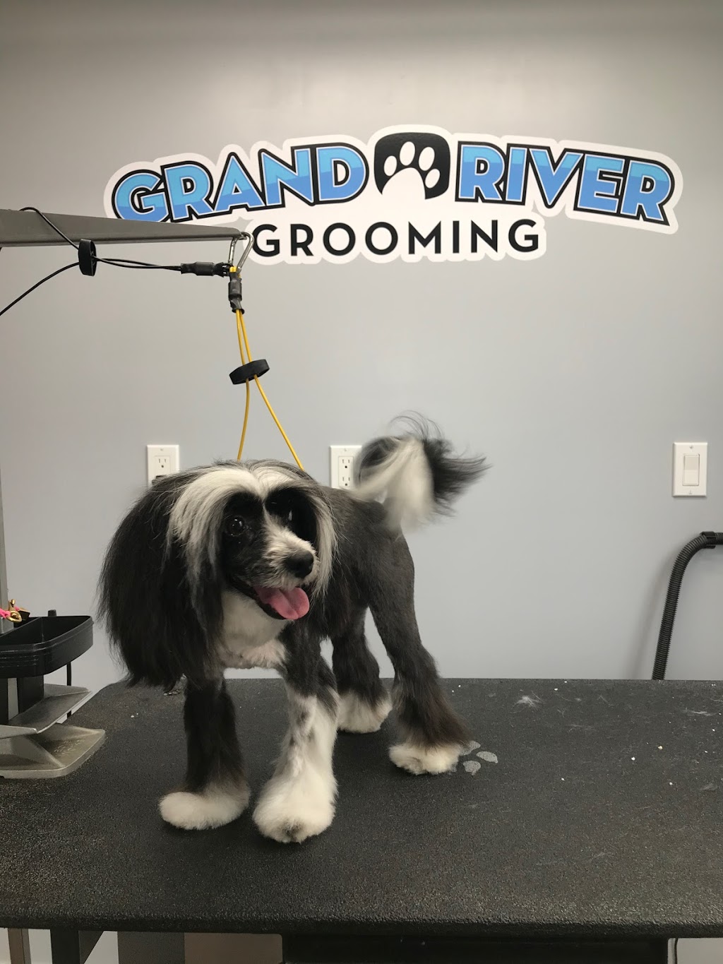 Grand River Grooming | 146 1 Line, Elora, ON N0B 1S0, Canada | Phone: (226) 820-3597