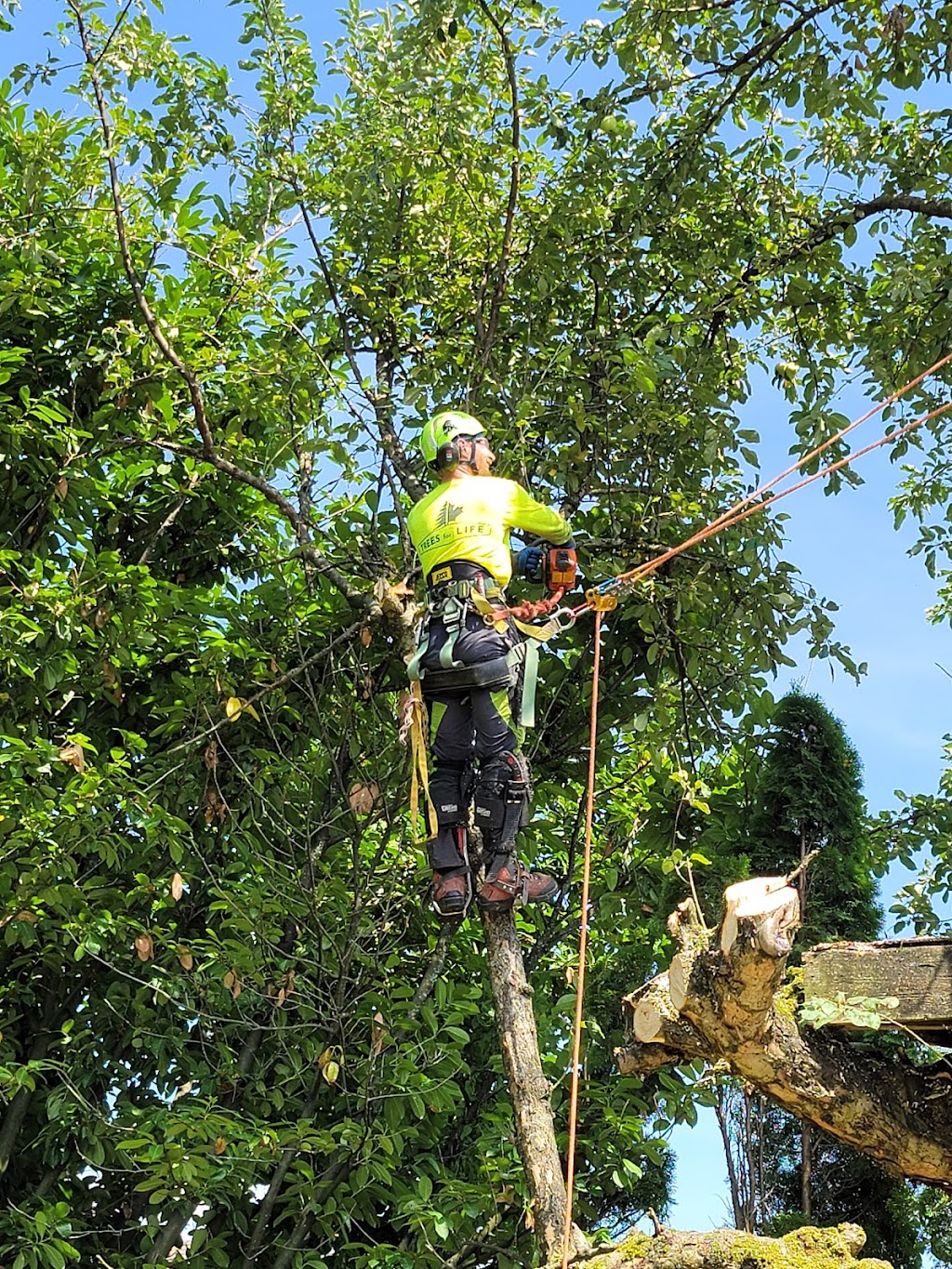 Trees for Life | 6450 Vedder Rd #105, Chilliwack, BC V2R 5N7, Canada | Phone: (604) 378-4694