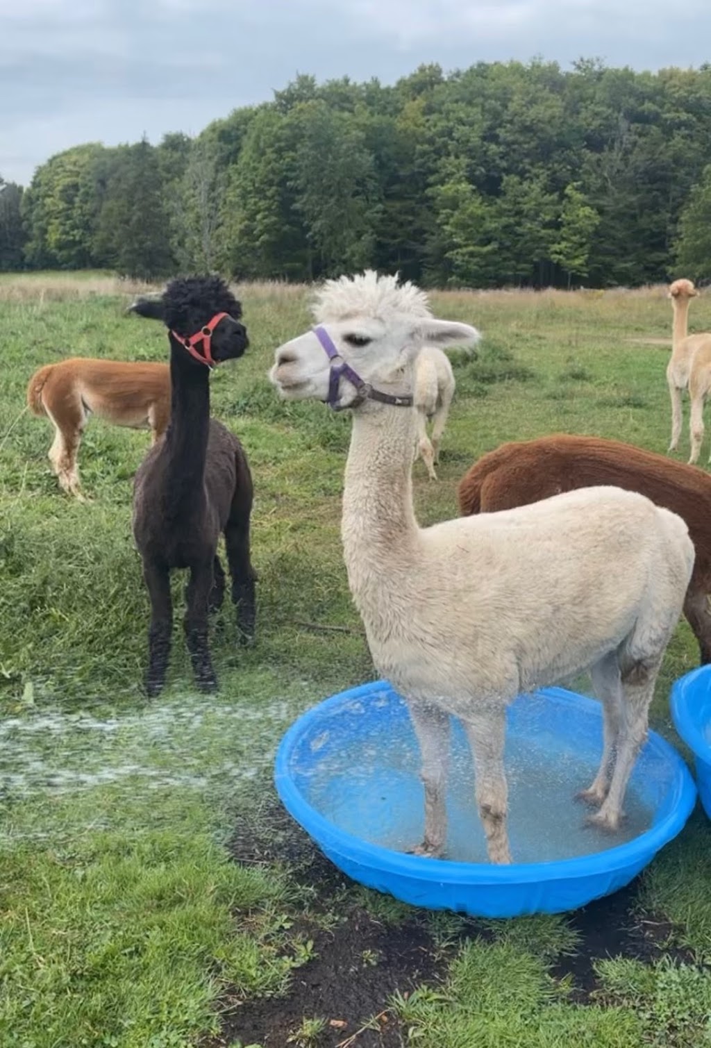 Jolly Zee Alpacas | 18692 Hurontario St, Caledon Village, ON L7K 0Y1, Canada | Phone: (905) 805-4356