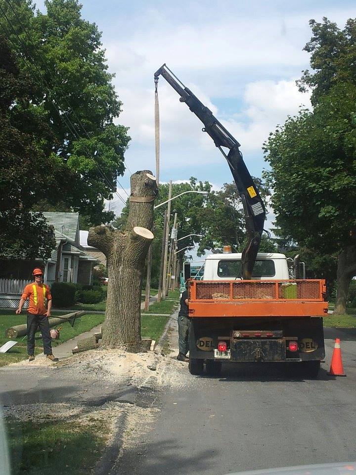 Oakhill Tree Service Ltd. | 1190 Concession 3 Townsend, Wilsonville, ON N0E 1Z0, Canada | Phone: (519) 751-3483