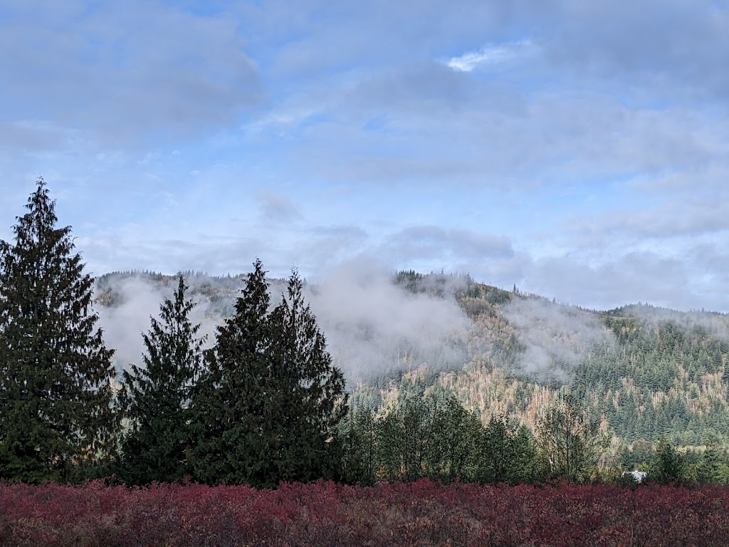 Lindell Beach Blueberry Farm-UPICK | 41521 Henderson Rd, Lindell Beach, BC V2R 4X6, Canada | Phone: (604) 346-1328