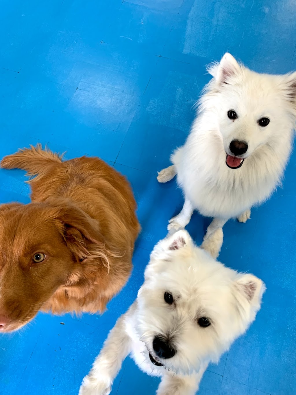 Hounds Like Fun!!! | 759 Northmount Dr NW, Calgary, AB T2L 0A1, Canada | Phone: (403) 289-2208