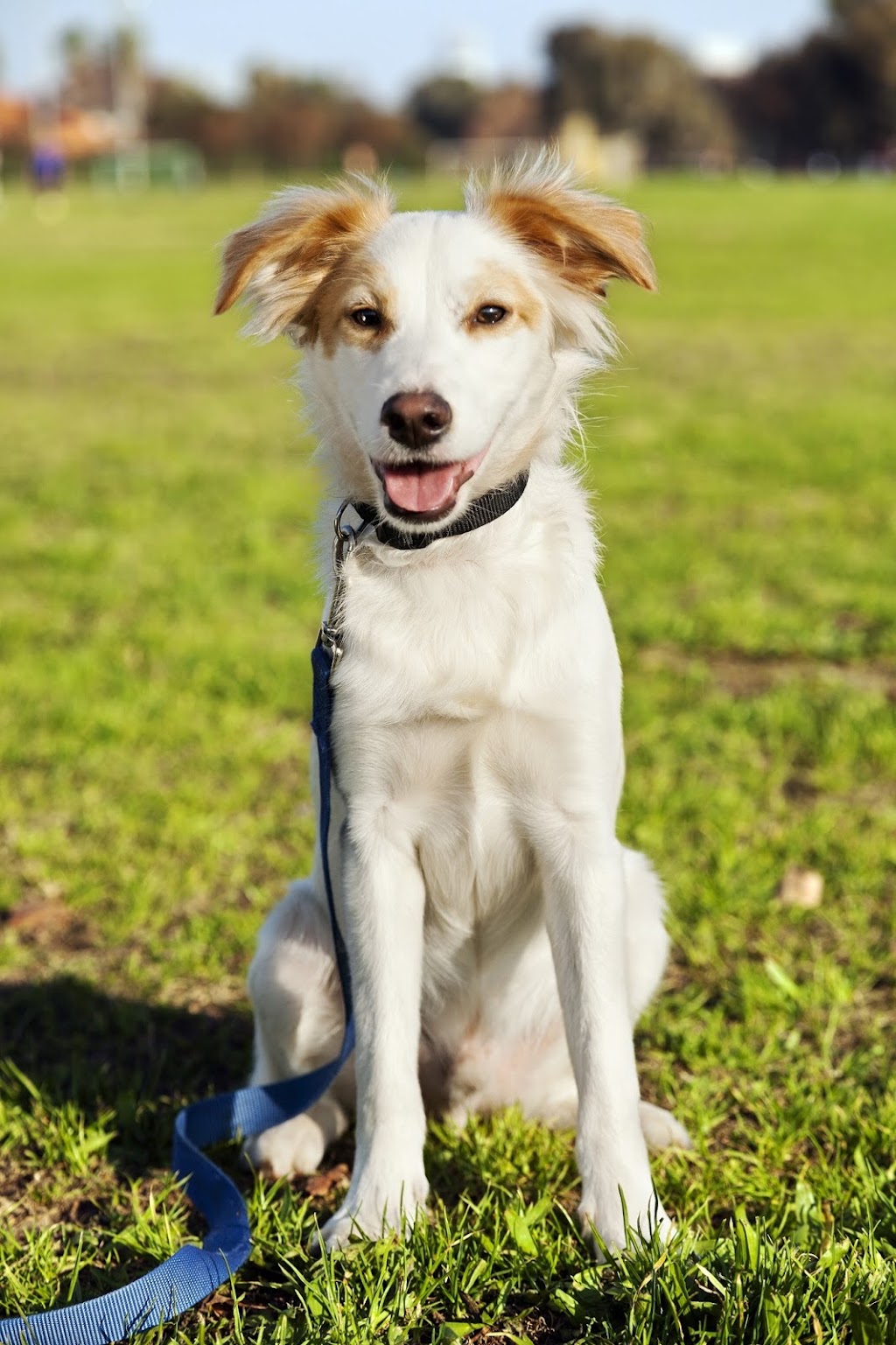 Marpole Dog Walking & Boarding Service | 7210 Hudson St, Vancouver, BC V6P 6J6, Canada | Phone: (604) 809-1761