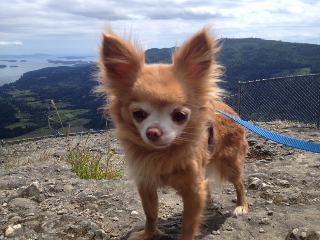 Little Doggy Playcare & House Sitting | Salt Spring Island | 115 Fulford-Ganges Rd #3013, Salt Spring Island, BC V8K 1W2, Canada | Phone: (250) 537-7827