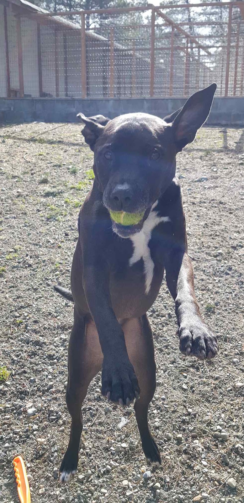 Errington Pet Lodge | 1227 Bowlby Rd, Errington, BC V0R 1V0, Canada | Phone: (250) 248-3637