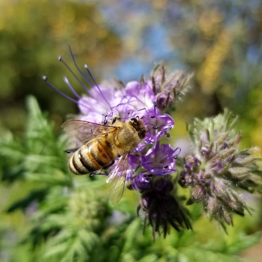 Penticton Rose Garden | 85 Riverside Dr, Naramata, BC V0H 1N0, Canada | Phone: (250) 490-2554