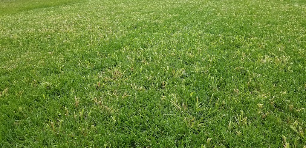 Delta Landscaping Inc. | 23 Henry Pehrson Cove, Winnipeg, MB R2N 3C1, Canada | Phone: (204) 232-2233