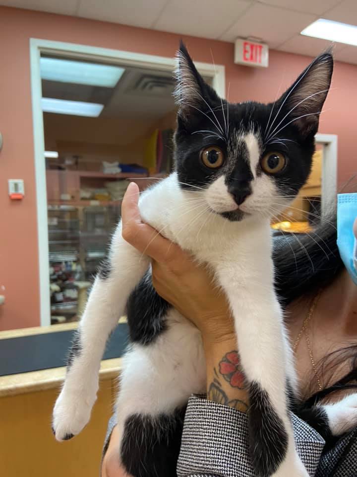 Halifax Veterinary Hospital | 6485 Quinpool Rd, Halifax, NS B3L 1B2, Canada | Phone: (902) 422-8595