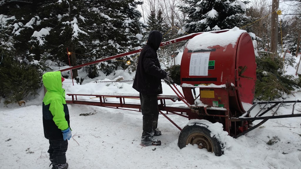 Tree Haven Evergreen Nursery Inc | 981 Jamison Rd, Elma, NY 14059, USA | Phone: (716) 652-4206