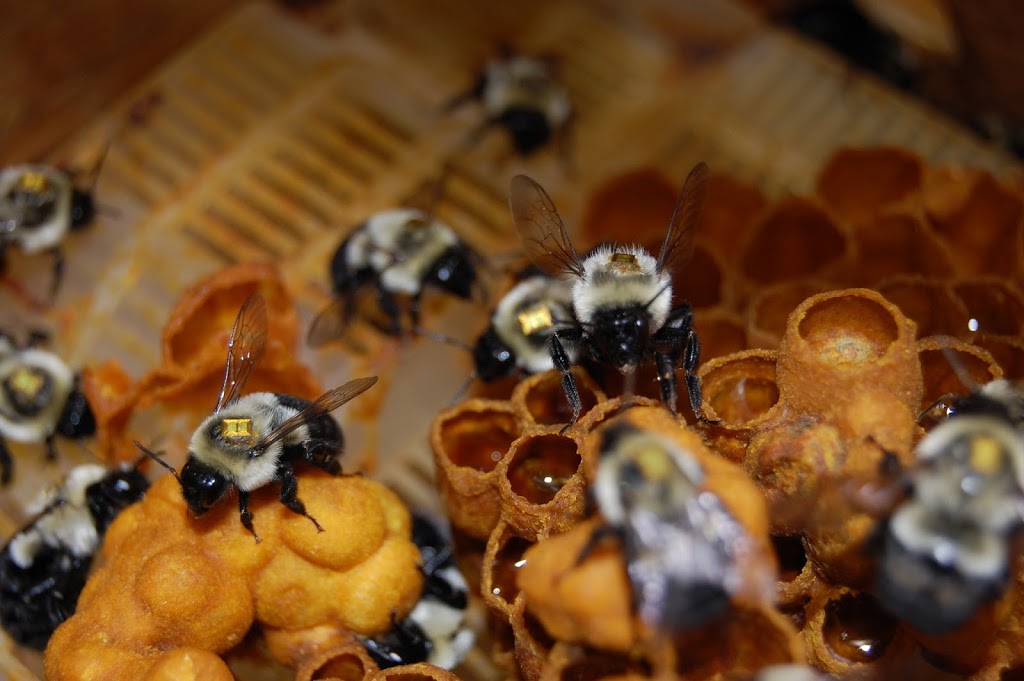 Bee Cognition Lab | 12666 72 Ave, Surrey, BC V3W 2M8, Canada | Phone: (604) 599-3296