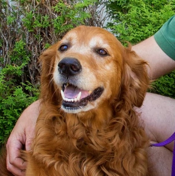 Earl Grey Veterinary Services | Assiniboia Ave, Earl Grey, SK S0G 1J0, Canada | Phone: (306) 939-2264