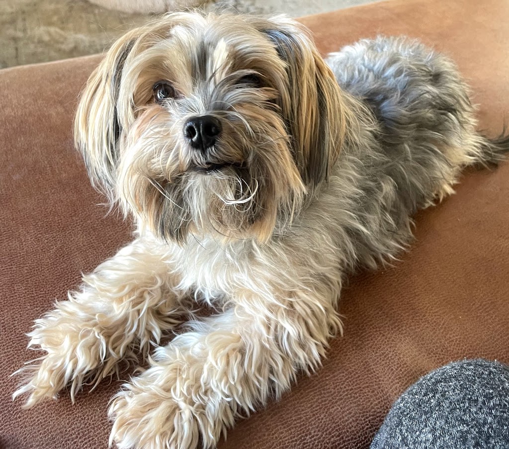 Pet Valu | 1445 Harmony Rd N, Oshawa, ON L1H 7K5, Canada | Phone: (905) 725-9225