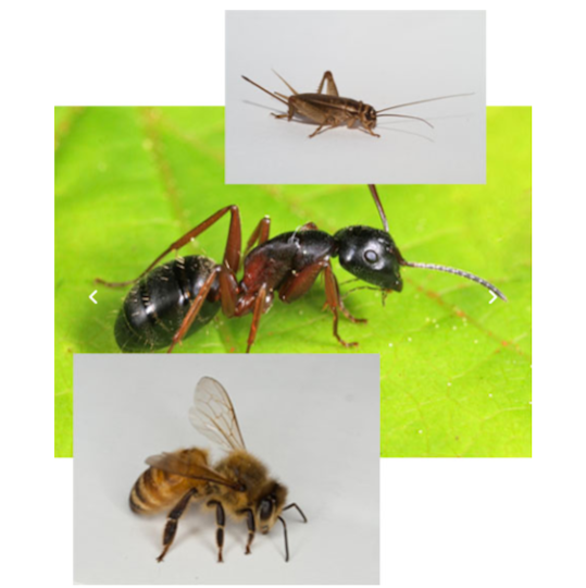 Beauce Extermination Inc | 335 Chemin de la Rivière, Beauceville, QC G5X 3M7, Canada | Phone: (418) 774-2428