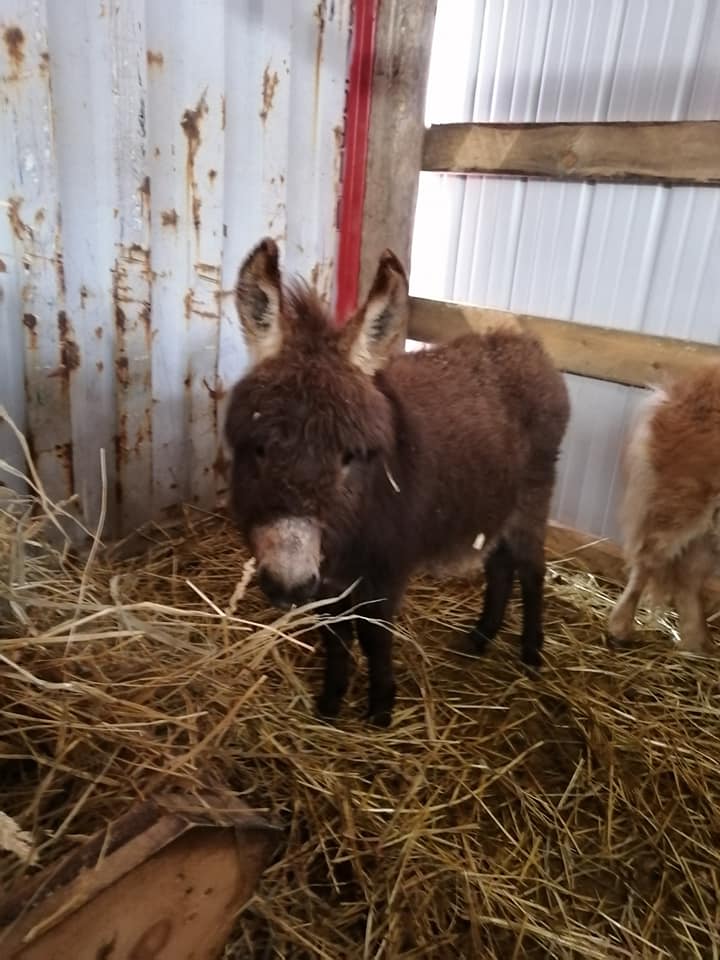 Kicking Mule Riding Stables & Cook House | 55 Gauthier Rd, Tehkummah, ON P0P 2C0, Canada | Phone: (705) 859-1040
