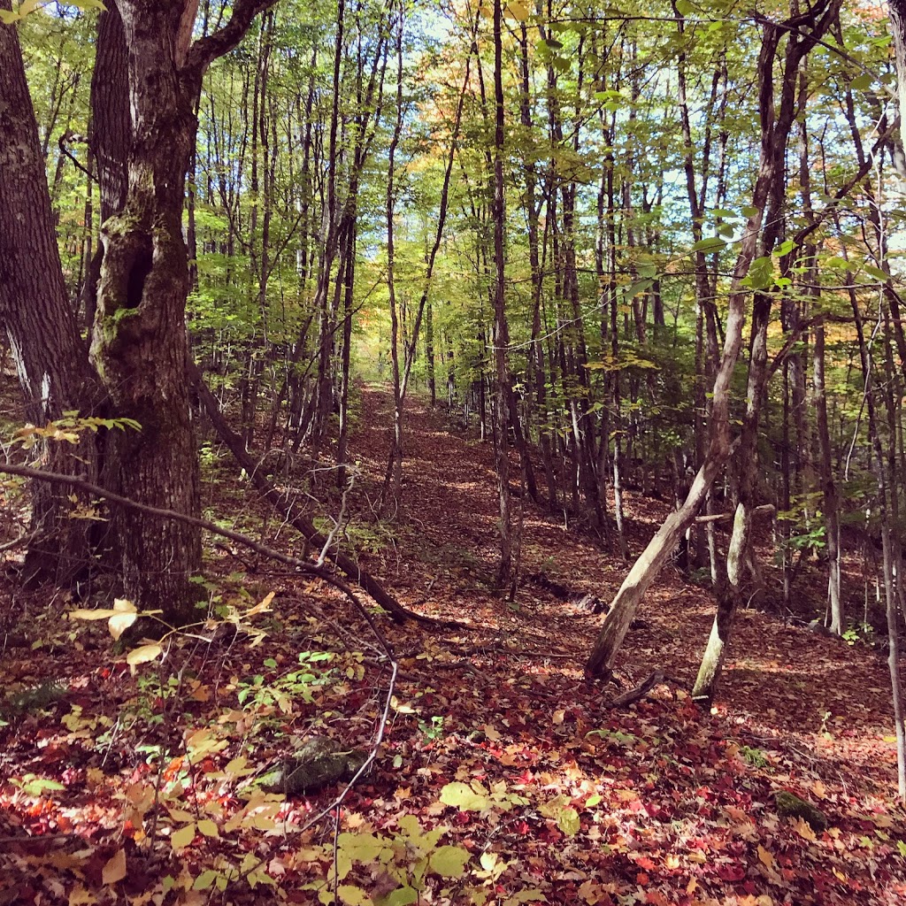 SelfbuildSustainable | 33660 Hwy 28, Reaboro, ON K0L 2X0, Canada | Phone: (647) 909-0445
